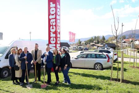 Zasaditev dreves med regionalno cesto in centrom Mercator 12 Foto Ljubo Vukelič